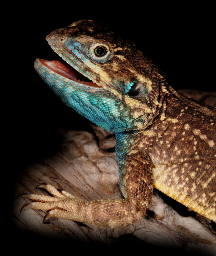 Xenagama wilmsi - recently described new species from the Horn of Africa.